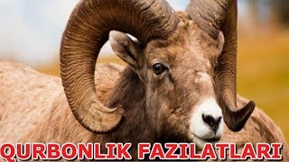 BUNI HAMMA BILIB QO'YSIN