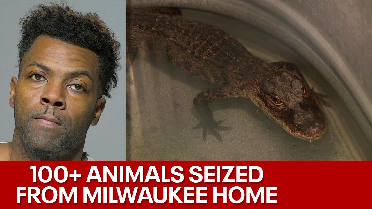 Animals seized from Milwaukee home, man charged | FOX6 News Milwaukee ...