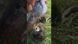 Красноярское водохранилище