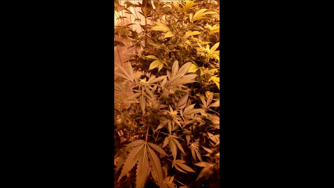 Warren Puffit indoor