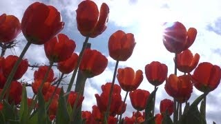 Planting Tulip Bulbs in Fall | GHC In-Depth With P. Allen Smith