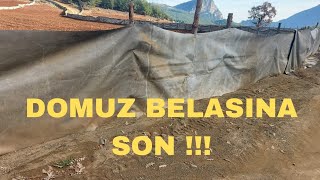 Domuz Kovucu, Domuz Savar 