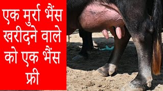 एक मुर्रा भैंस खरीदने वाले को एक भैंस फ्री I LIVE COVERAGE RAMPURA PHUL CATTLE MARKET PUNJAB