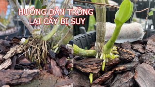 Hướng Dẫn Trồng Lan - Cây Bị Suy - Cây Mới Mua Về - Cây Gầy Yếu,Thân Teo Tóp | Nông Nghiệp Đẹp