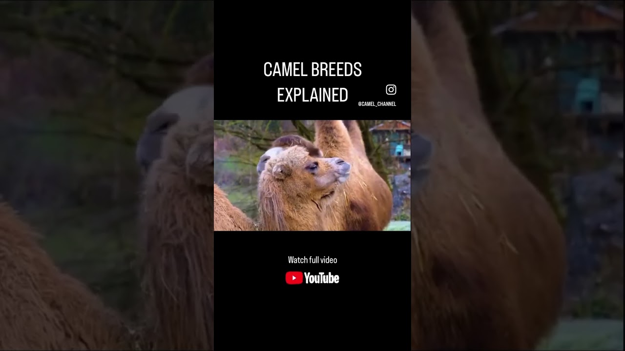 🤯 There are how many Camel Breeds!? 