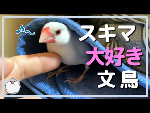 スキマ大好き文鳥【Java sparrow】