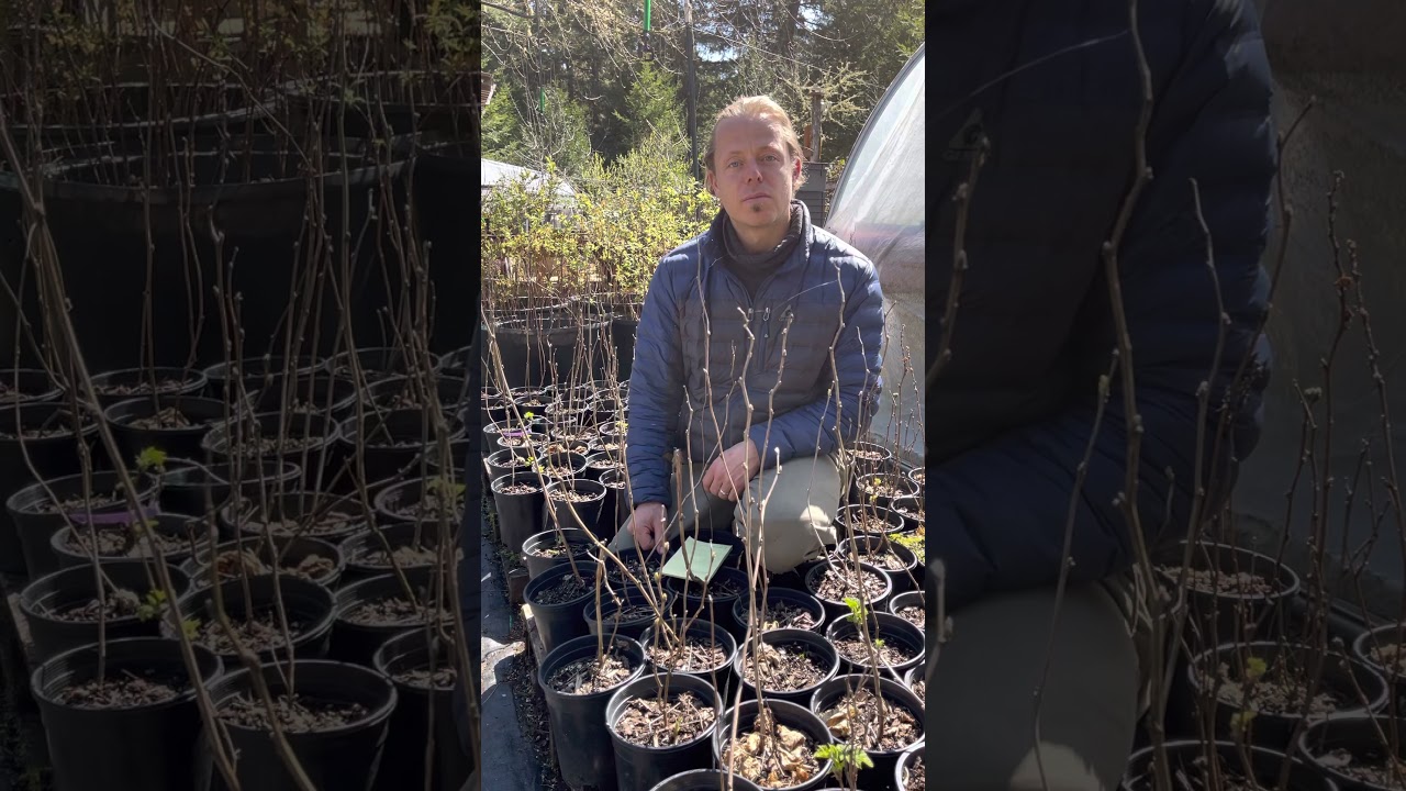 Native Plant Highlight- Thimbleberry