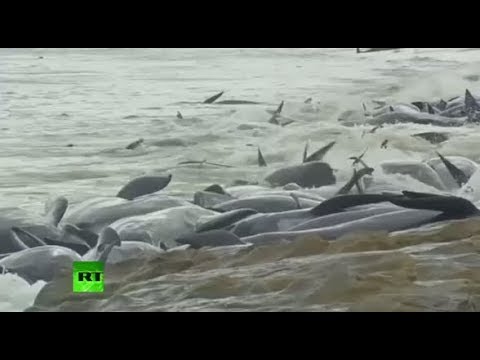 Thumb of More Than 150 Pilot Whales Stranded Themselves On An Australia Beach video