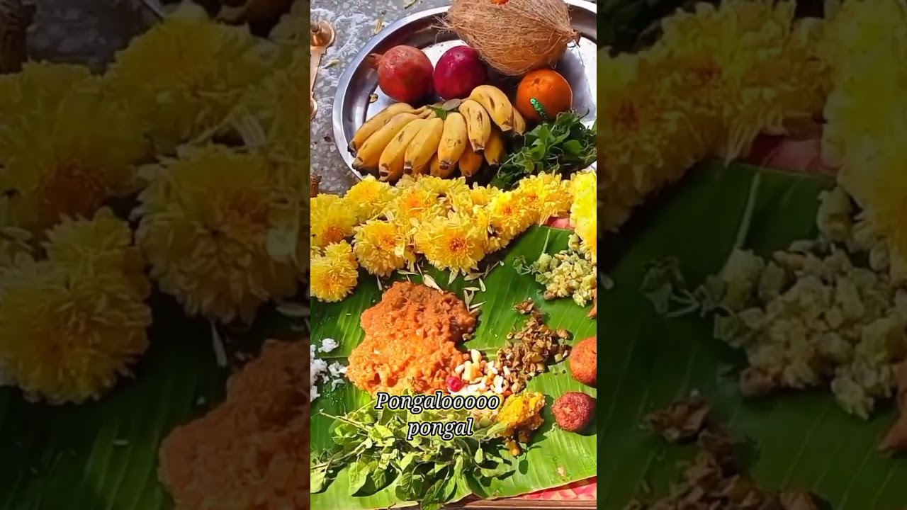 my home pongal vlog 