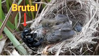 the first time in the world, baby birds were disturbed by woodboring beetles. bird eps 141