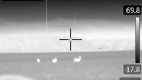 FLIR E40 Frolicking Deer at Night