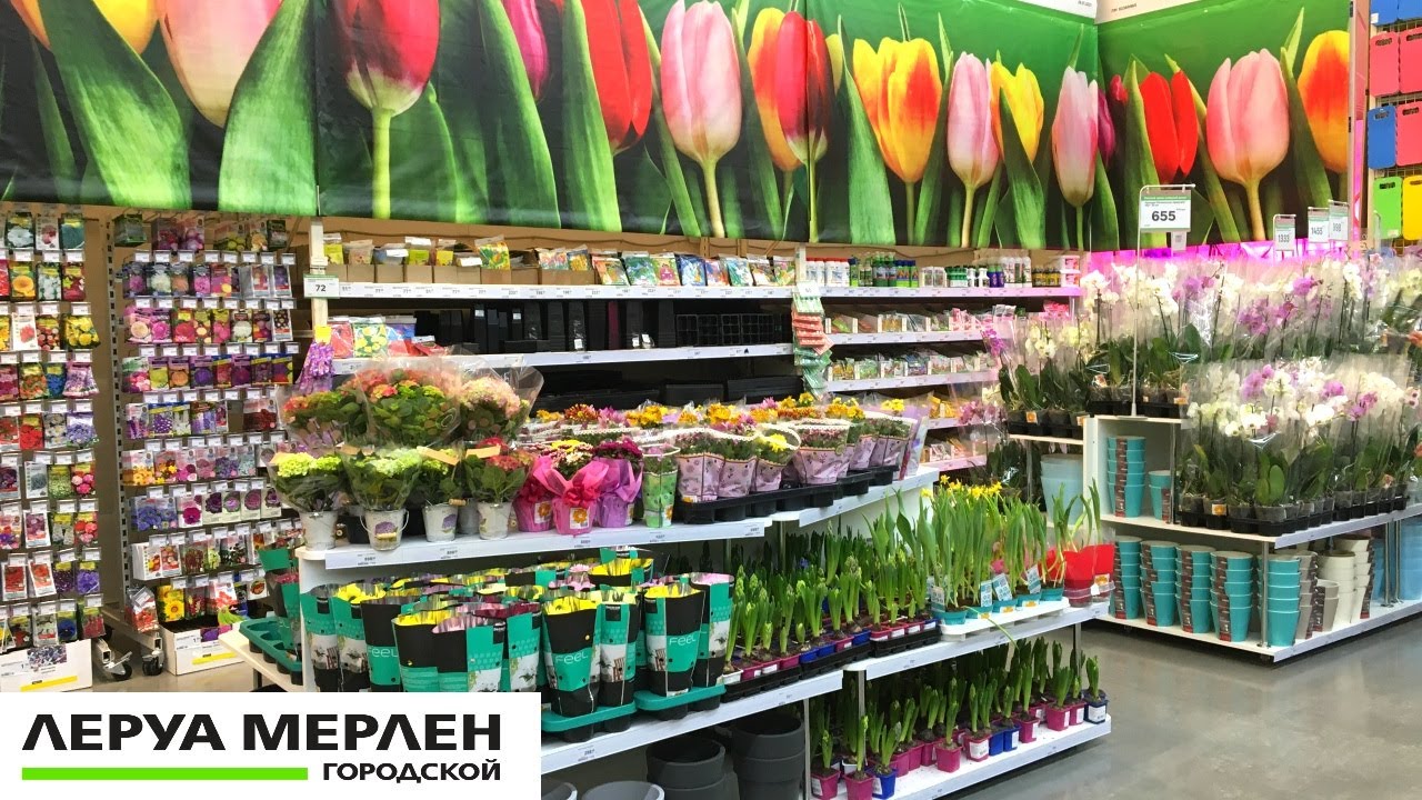 Леруа Мерлен Красноярск Цветы Комнатные Купить