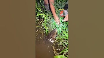 Cá Lớn - cá Bống Tượng Khổng Lồ mắc câu 😱 #khacthuyvlogg