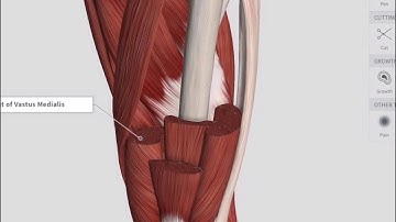 Lower Limb Dissection in 3D with Complete Anatomy