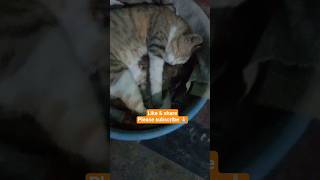 Hamari Kitti ka Pyara baccha#trending#viral#shorts#lovely#adoreble#catlove#ytshorts#youtubeshorts