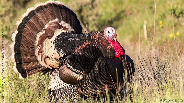 Wild Turkey Call