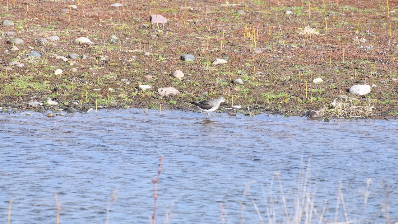 Green Sandpiper camera iphone 8 plus apk