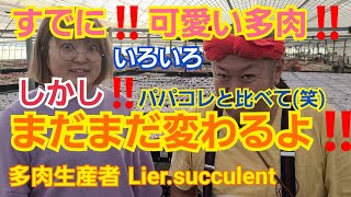 【多肉植物】【ガーデニング】すでに可愛い多肉達