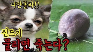 [Sul Chaehyun Veterinary Medicine] A tick bite dog, if you don't do this, you die!