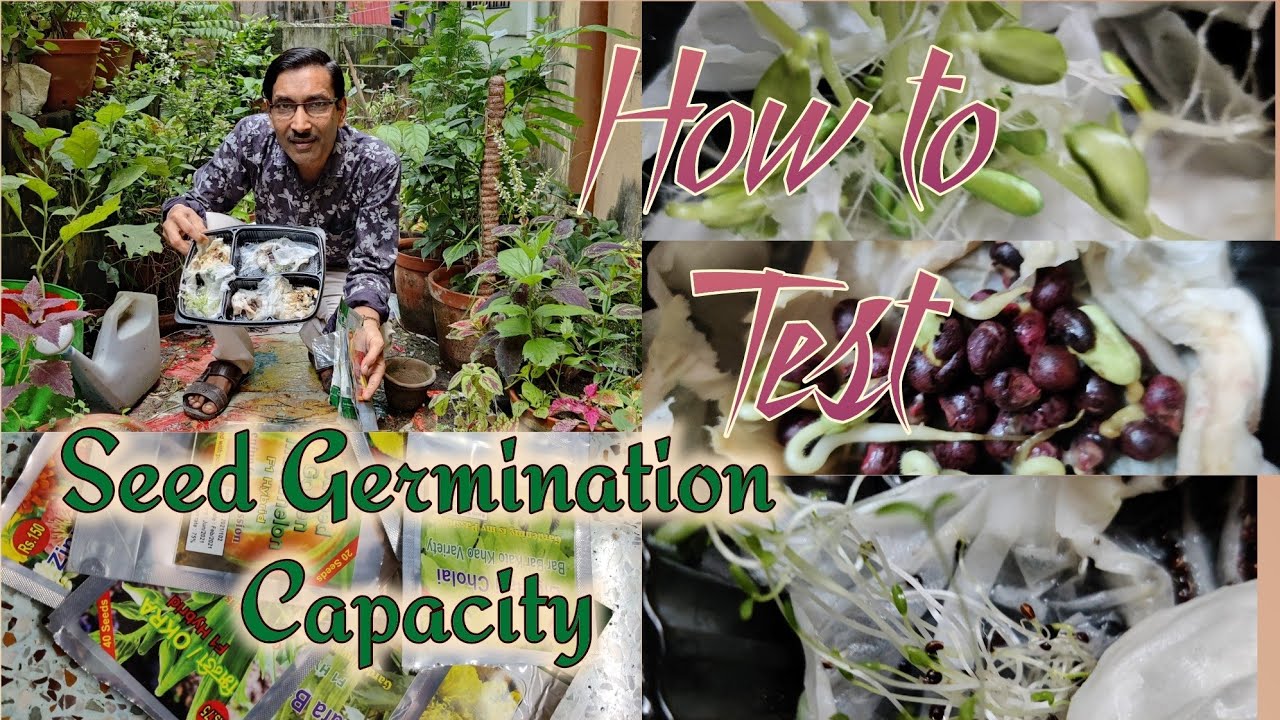 How to Test Seed germination Capacity at home. Seed viability test YouTube