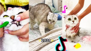 Funny Cat Sonya Kisa 😍 Pet Lifehacks & Product testing