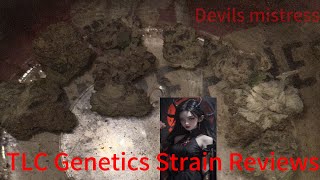 The TLC Genetic Show : Devils Mistress (Strain Review)