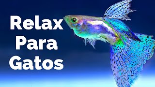 Relajar a Tu Gato🐱🐱 - Acuario con Peces y Música para Que se Duerma screenshot 4