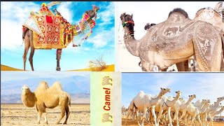 #Camel#beautiful pictures /most beautiful camel/beautiful camel video/ camel life is beautiful/🐫🐫🐫🐫🐫 screenshot 2