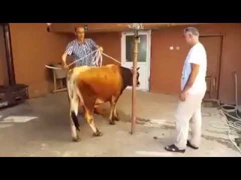 تصویری: چرا گاو یک تکه گوشت نمی بیند. انزجار