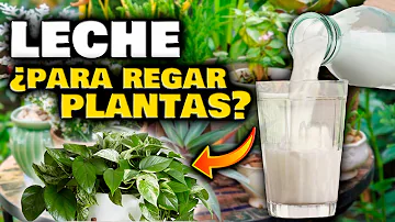 ¿Se pueden regar las plantas con leche?