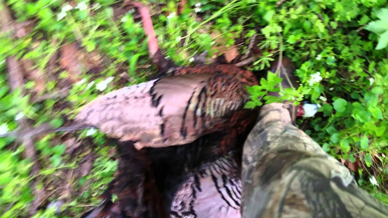 Southern Ohio Turkey Hunt with Shag's TBN Outfitter's YouTube
