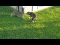 Border Collie vs Savannah cat