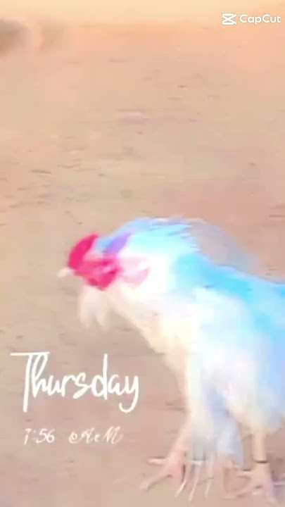 sherazjokhio046@gmail.com