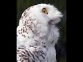 Surprised Owl#shorts #owls#funnyanimalvideos