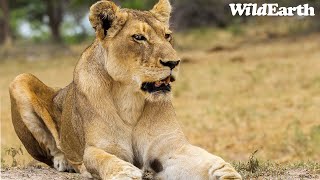 SafariLIVE Sunset Safari - 28 April 2024