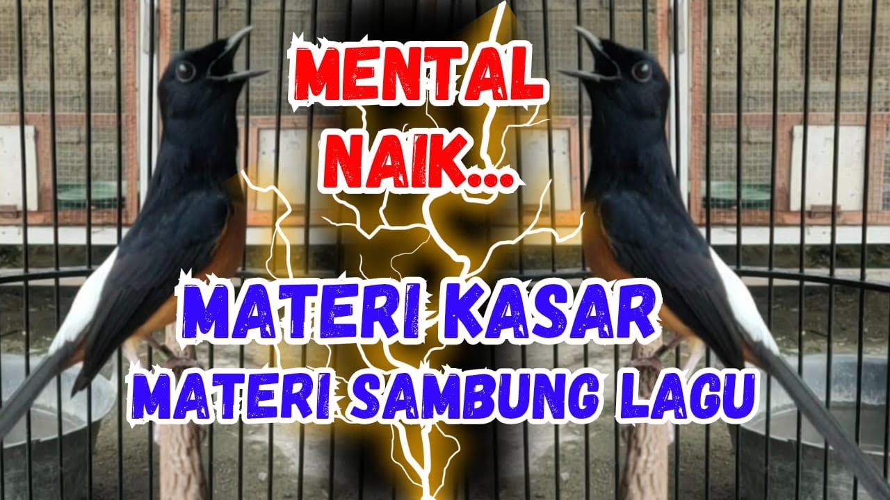 GACOR PARAH..!! Pancingan Murai Batu GACOR AMPUH menjadikan murai batu cepat gacor bunyi EMOSI