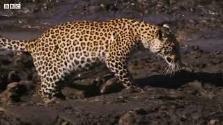 Leopard Learns How to Catch a Fish   BBC Earth 1