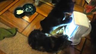 Мои котята-бобтейлята.Кормление ночью. Мои котята-бобтейлята.Кормление ночью.