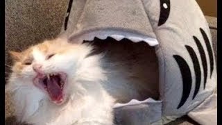 🐊🐤Cute Pets And Funny Animals Compilation 🐤🐊