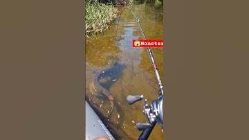 IKAN LELE LEMBAT TERBESAR DI RAWA INDONESIA‼️ LEMBAT LELE 50KG HASIL BUBU PANCING
