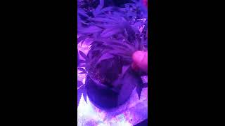 How to grow Lowkey 101 pt.26 Update After Chopping