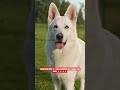 White German Shepherd Puppy – The Snow White Protector 🐶🤍 #shorts #ashishsaxena #shortsviral