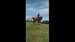 Hip yield exercises to help with canter