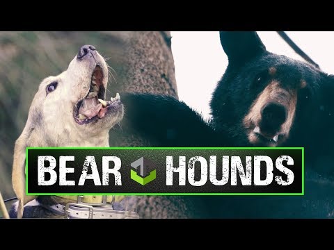 bear hunting with hounds