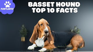 Basset Hound  Top 10 Facts | Dog Facts