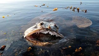 10 Criaturas marinas más peligrosas del mundo