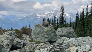 Marmots on the Decker trail, Blackcomb Whistler