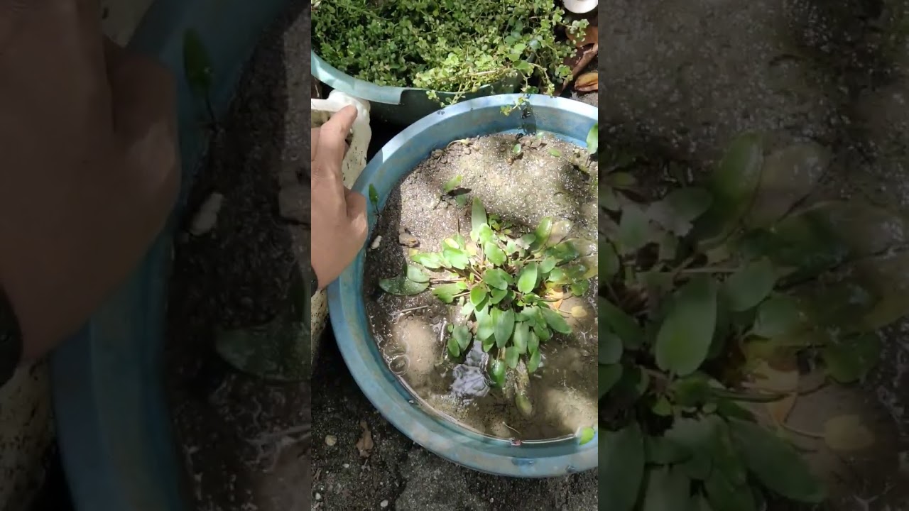 Crypto Brown (aquatic plants) 