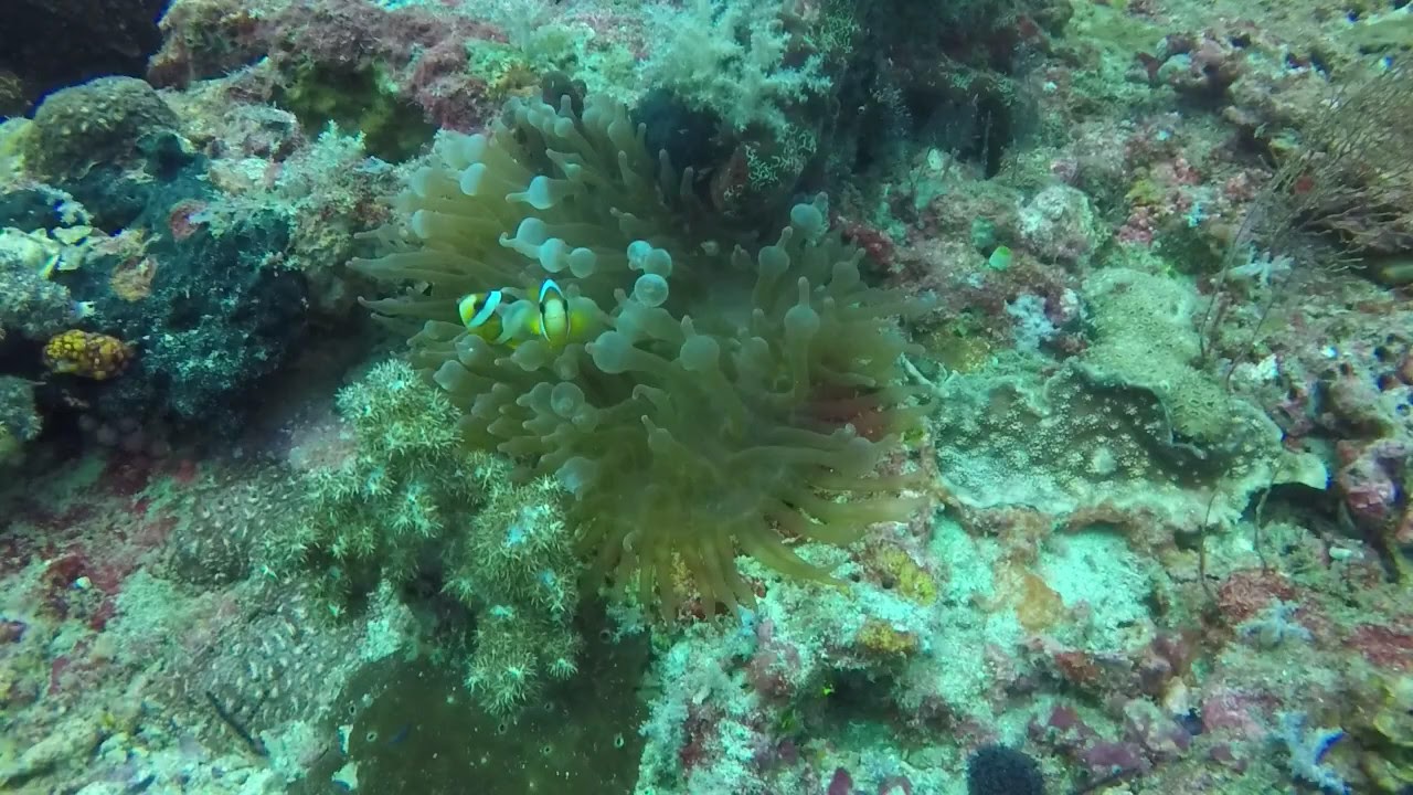 Amenone with  and Anemonefishes at dive sites in Raja Ampat, Indonesia