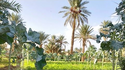 قراءة خاشعة للقران الكريم من الجنوب الشرقي المغربي